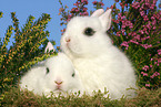 bunny