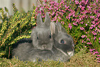 2 dwarf rabbits