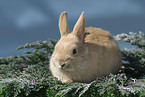 lying bunny