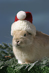 Christmasbunny