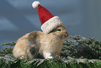 Christmasbunny