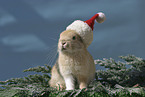 Christmasbunny