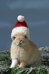 Christmasbunny