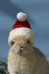 Christmasbunny