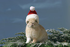 Christmasbunny