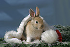 Christmasbunny