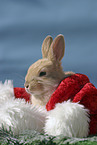Christmasbunny
