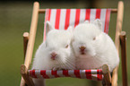 young rabbit