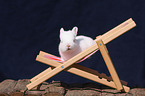 young rabbit