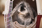 dwarf rabbit