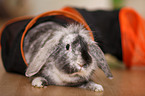 dwarf rabbit
