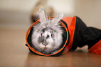 dwarf rabbit