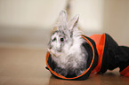 dwarf rabbit