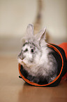 dwarf rabbit
