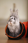 dwarf rabbit