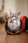 dwarf rabbit