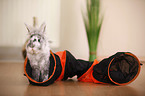dwarf rabbit