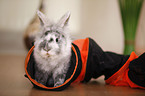 dwarf rabbit