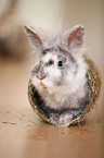 dwarf rabbit