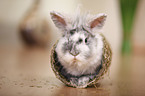 dwarf rabbit