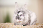 dwarf rabbit
