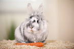 dwarf rabbit