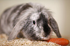dwarf rabbit