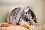 dwarf rabbit