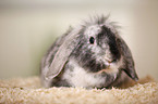 dwarf rabbit