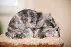 dwarf rabbit