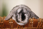 dwarf rabbit