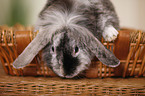 dwarf rabbit