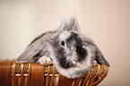 dwarf rabbit
