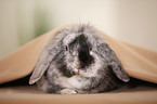 dwarf rabbit