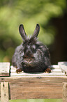 dwarf rabbit