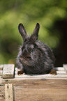 dwarf rabbit