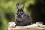 dwarf rabbit