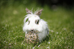 dwarf rabbit
