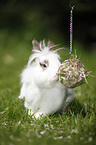 dwarf rabbit