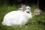 dwarf rabbit