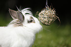 dwarf rabbit