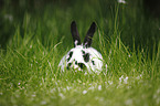 dwarf rabbit