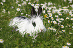 dwarf rabbit