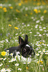 dwarf rabbit
