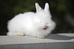 young dwarf rabbit
