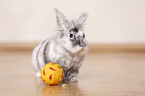 dwarf rabbit