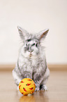 dwarf rabbit