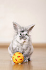 dwarf rabbit