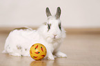 dwarf rabbit