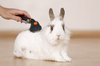 dwarf rabbit